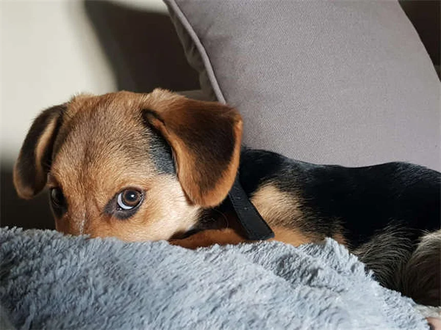 Heartworm Treatment Costs for Dogs: What Every Pet Owner Should Know