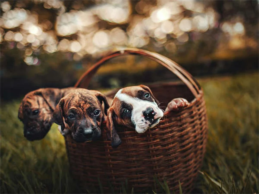 Heartworm Treatment Costs for Dogs: What Every Pet Owner Should Know