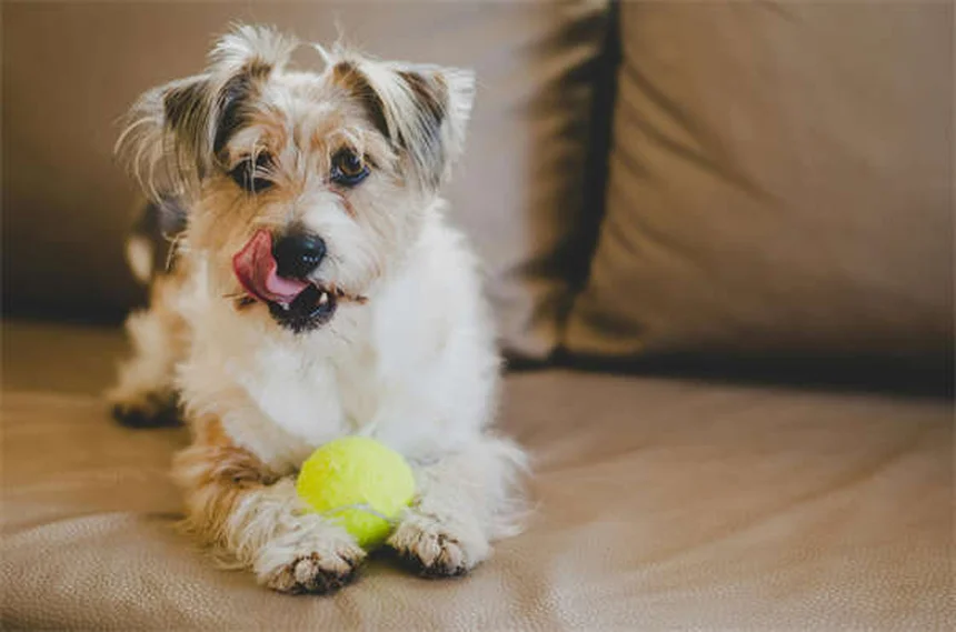 Heartworm Treatment Costs for Dogs: What Every Pet Owner Should Know