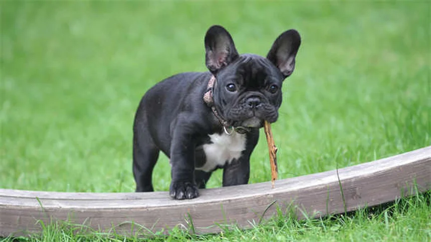 Dog Ascites: 5 Warning Signs Your Pup's Belly Swelling Is Serious
