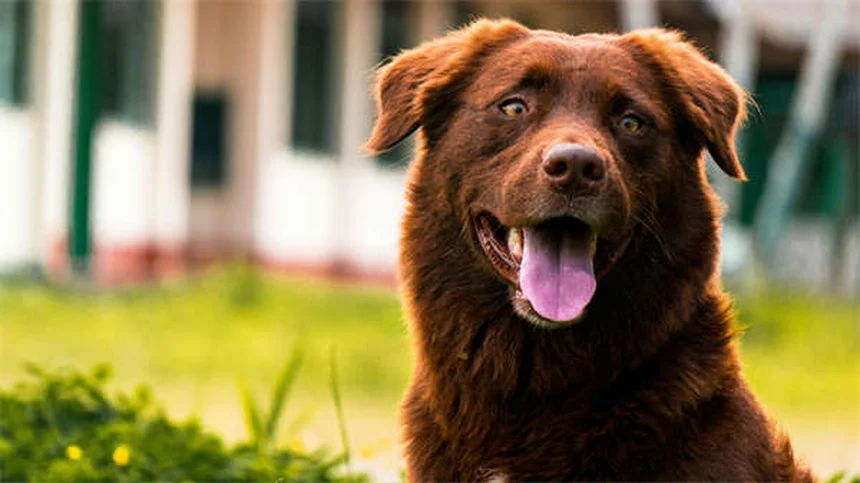 Dog Ascites: 5 Warning Signs Your Pup's Belly Swelling Is Serious