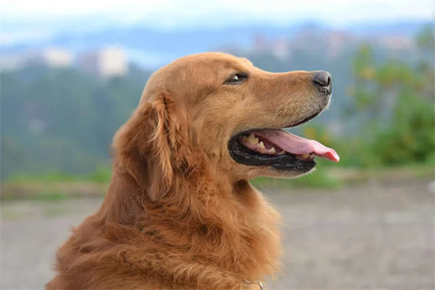 Dog Ascites: 5 Warning Signs Your Pup's Belly Swelling Is Serious