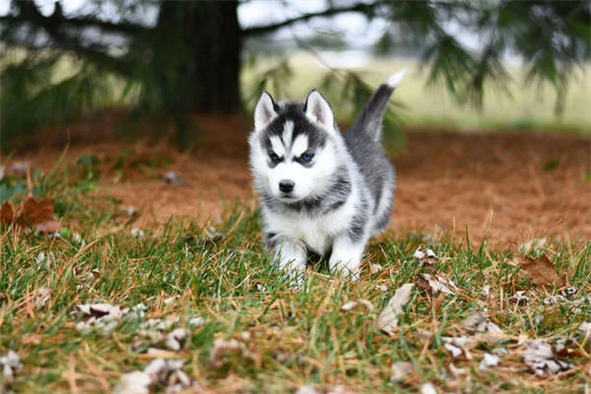 How Cold Is Too Cold for Dogs? Winter Safety Guide