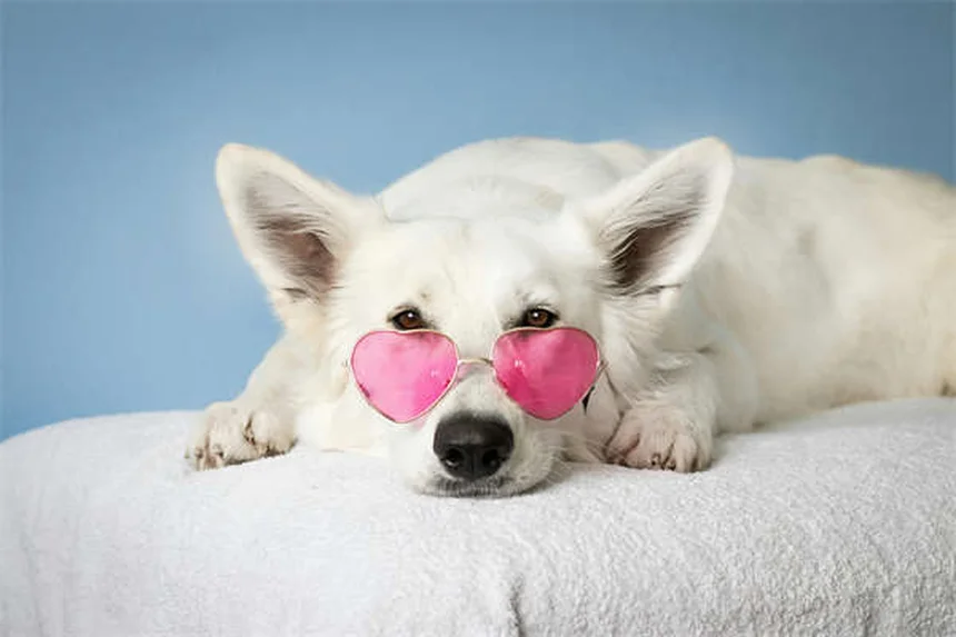 How Cold Is Too Cold for Dogs? Winter Safety Guide