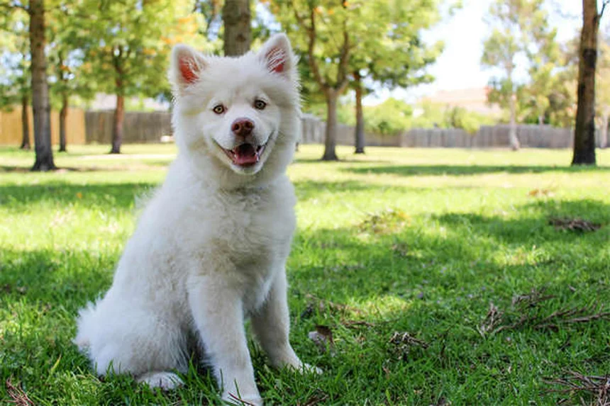 How Cold Is Too Cold for Dogs? Winter Safety Guide