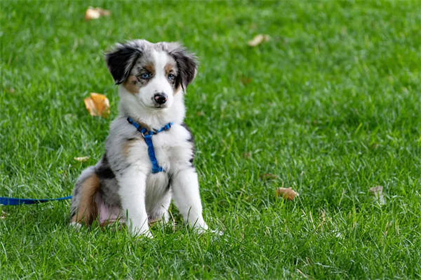 Furosemide for Dogs: What Pet Owners Need to Know