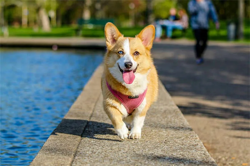 Furosemide for Dogs: What Pet Owners Need to Know
