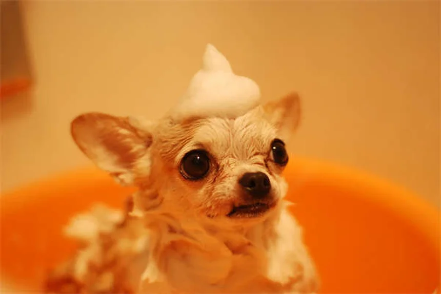 Why Do Dogs Pant? 5 Key Reasons & When to Worry