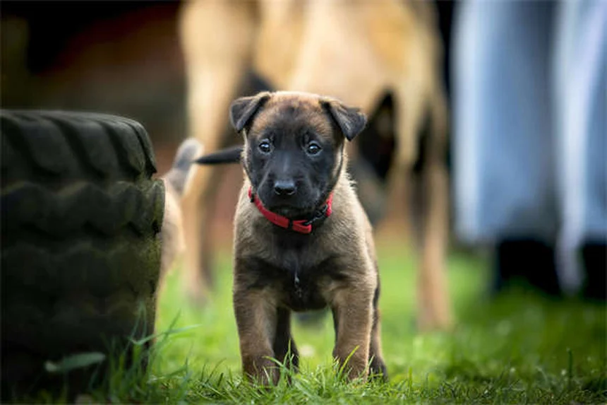 Why Do Dogs Pant? 5 Key Reasons & When to Worry