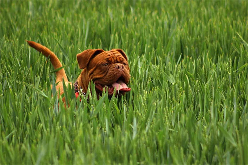 Clomicalm for Dogs: How It Helps Separation Anxiety & What to Expect