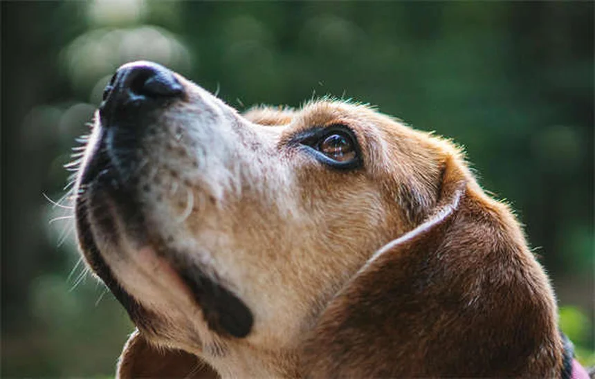 Clomicalm for Dogs: How It Helps Separation Anxiety & What to Expect