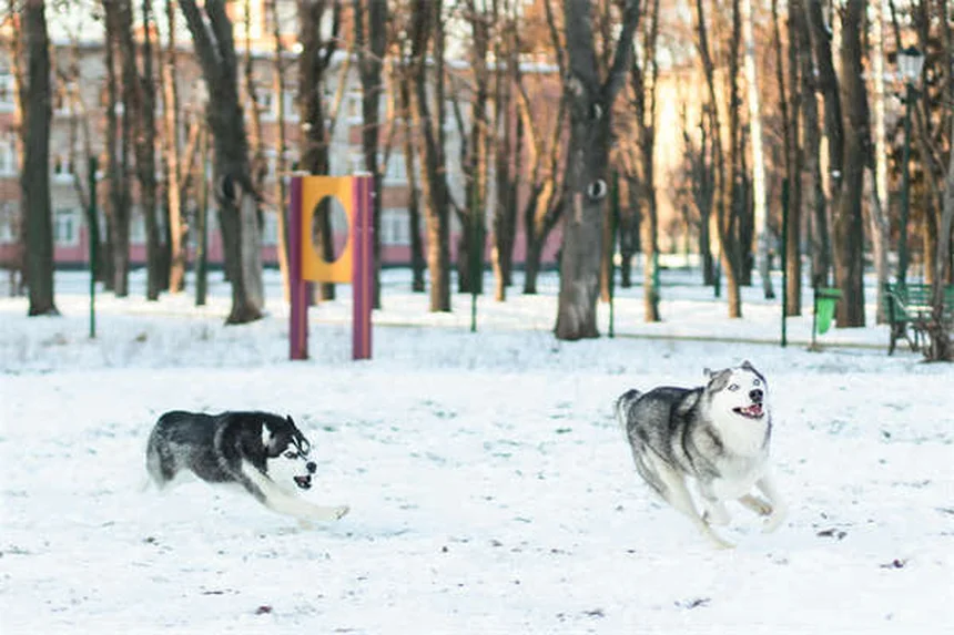 Clomicalm for Dogs: How It Helps Separation Anxiety & What to Expect