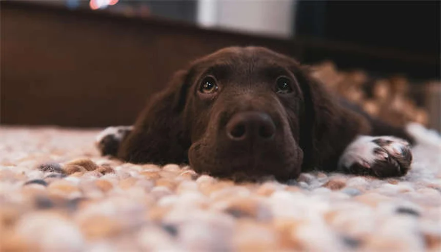 Year-Round Flea Protection: Why Winter Flea Prevention Matters