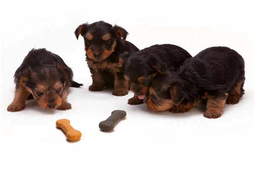 Why Is My Dog Licking His Lips? 7 Common Causes Explained