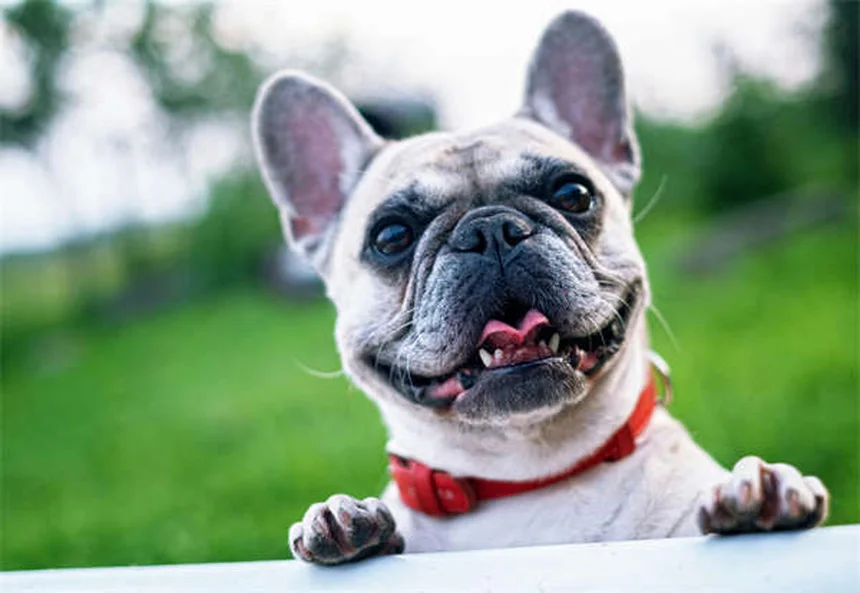 Why Is My Dog Licking His Lips? 7 Common Causes Explained