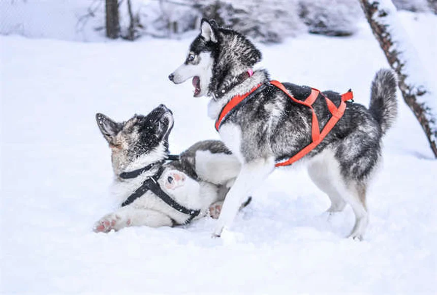 Best Puppy Teething Toys: Safe Choices for Every Age & Breed