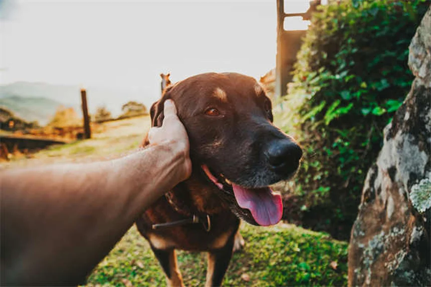 How to Get Rid of Fleas on Dogs Fast: 5 Vet-Approved Steps