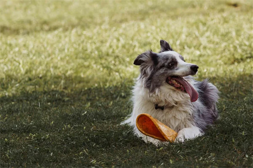 How to Get Rid of Fleas on Dogs Fast: 5 Vet-Approved Steps