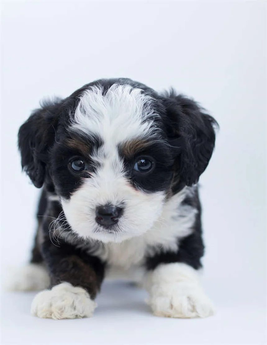 How to Get Rid of Fleas on Dogs Fast: 5 Vet-Approved Steps