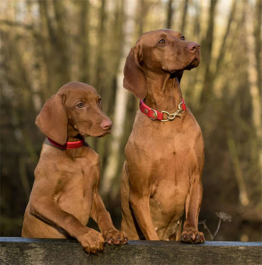 Swollen Lymph Nodes in Dogs: 5 Warning Signs You Should Never Ignore