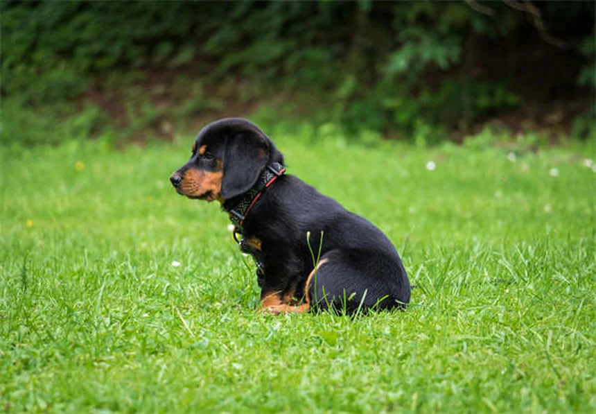 Flea Dips for Dogs: Safe Use & Effective Treatment Guide