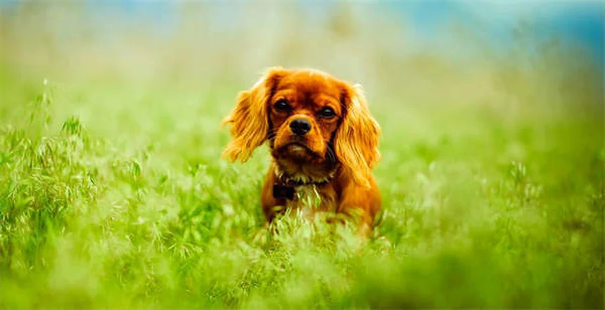 Flea Dips for Dogs: Safe Use & Effective Treatment Guide