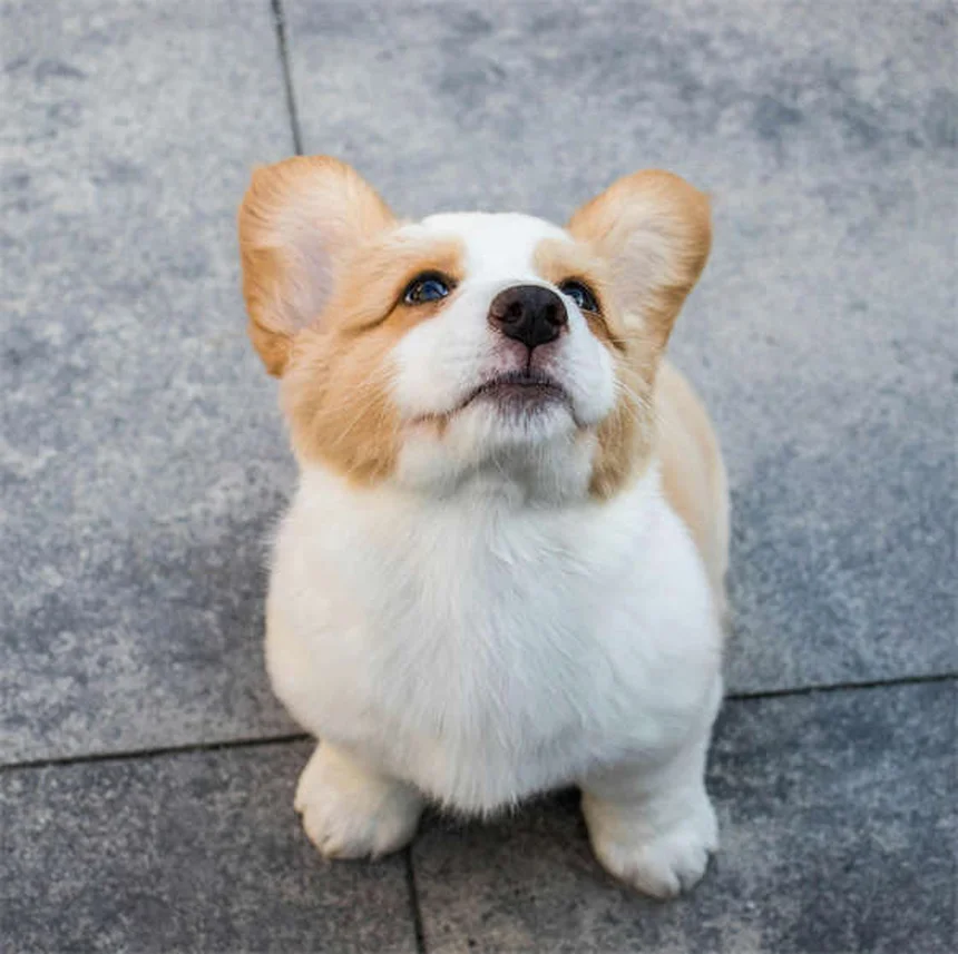 Flea Dips for Dogs: Safe Use & Effective Treatment Guide