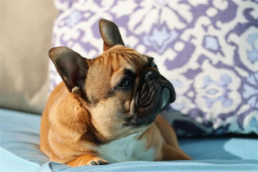 15 Heartfelt Ways to Memorialize Your Beloved Pet