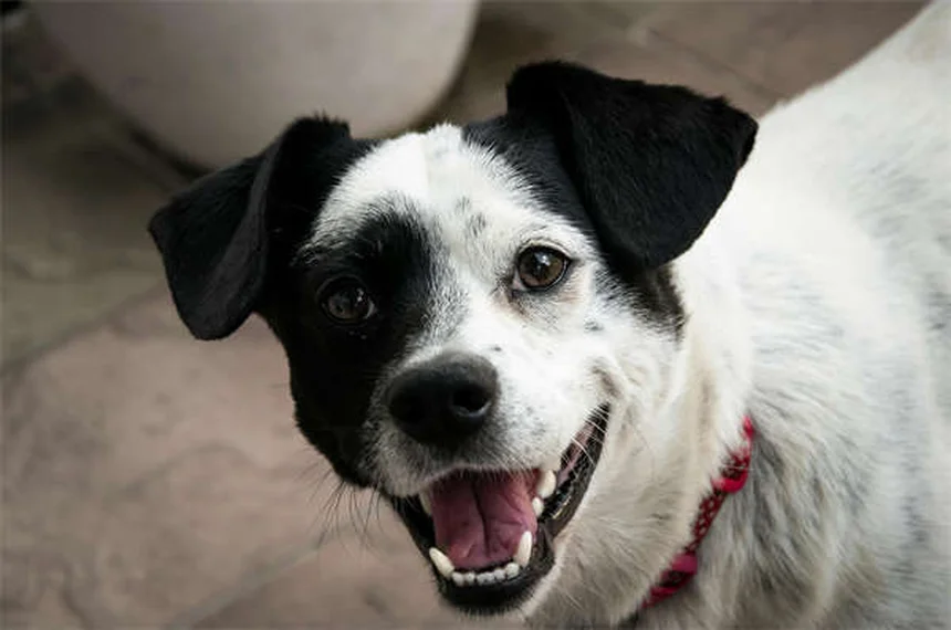 15 Heartfelt Ways to Memorialize Your Beloved Pet