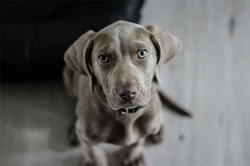 5 Pet Anesthesia Risks: What Every Owner Must Know