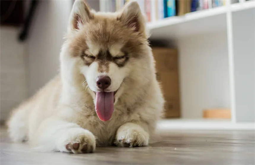 5 Pet Anesthesia Risks: What Every Owner Must Know
