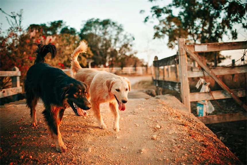 5 Pet Anesthesia Risks: What Every Owner Must Know