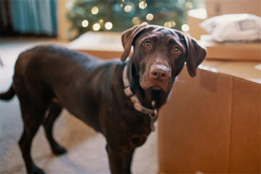 5 Safe Pain Relief Options for Dogs: Vet-Approved Solutions