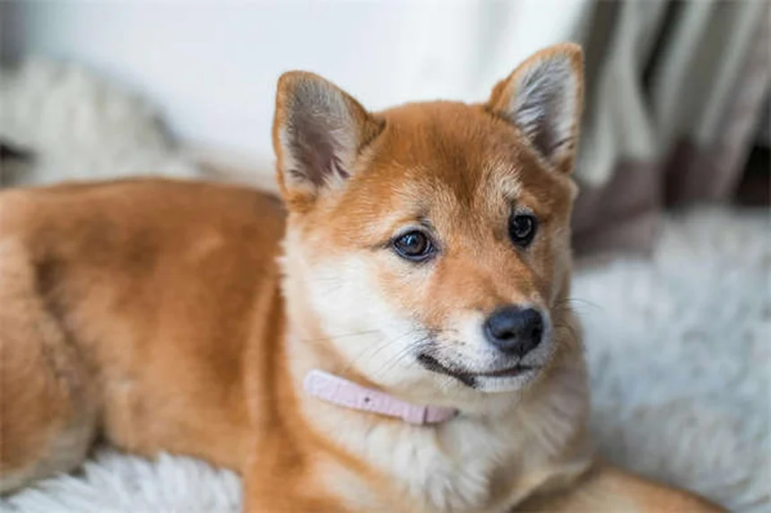 5 Safe Pain Relief Options for Dogs: Vet-Approved Solutions