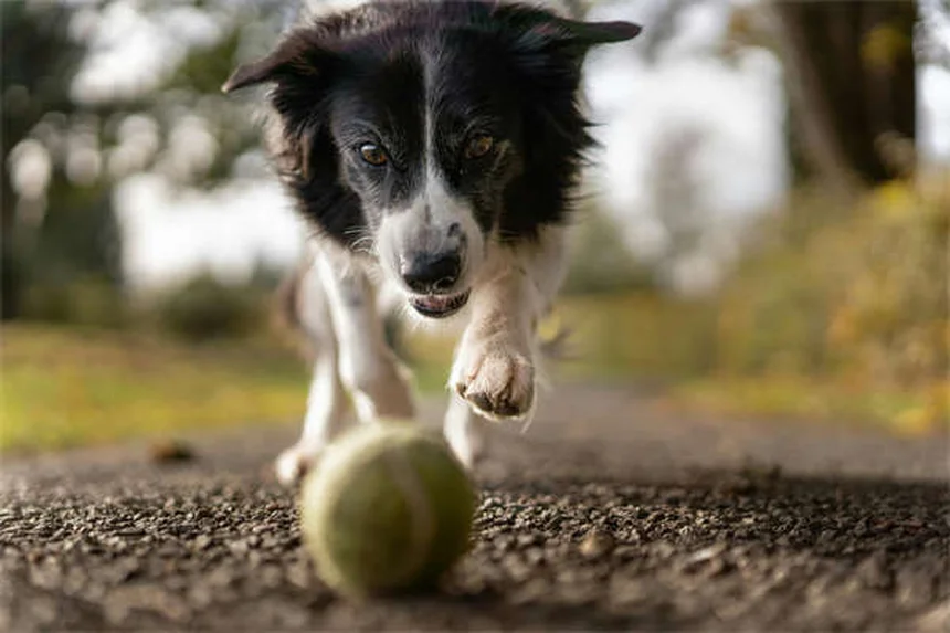 5 Safe Pain Relief Options for Dogs: Vet-Approved Solutions
