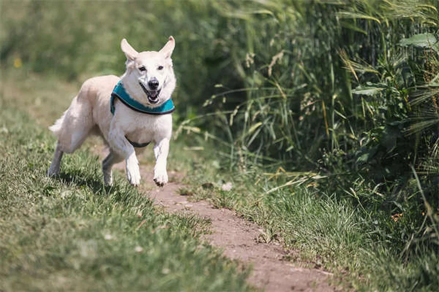 Can You Use Cat Flea and Tick Products on Dogs? The Truth Revealed