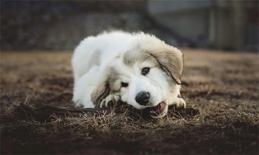 Can You Use Cat Flea and Tick Products on Dogs? The Truth Revealed
