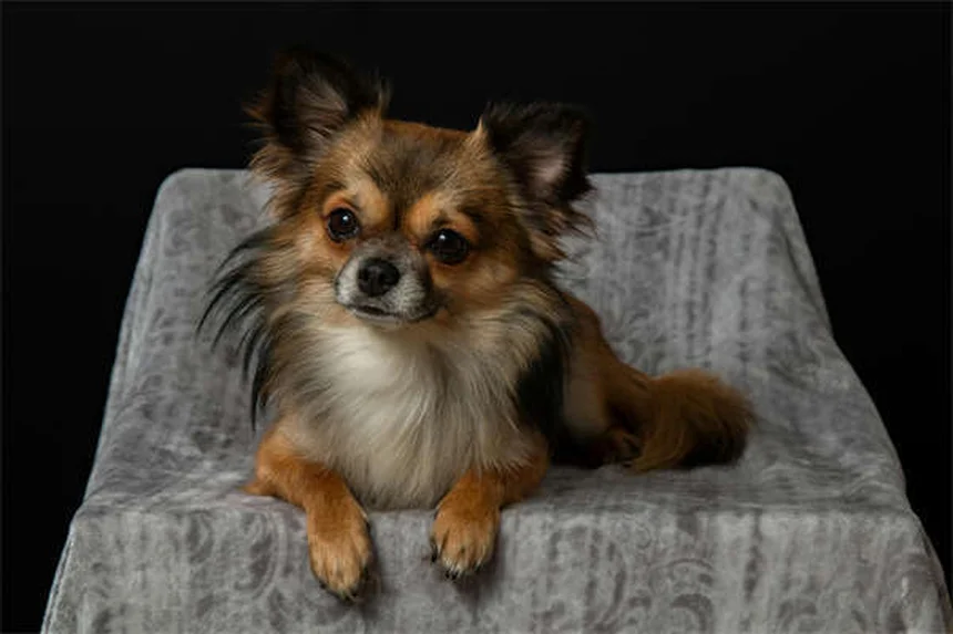 Why Does My Dog Eat Dirt? 5 Surprising Reasons & How to Stop It