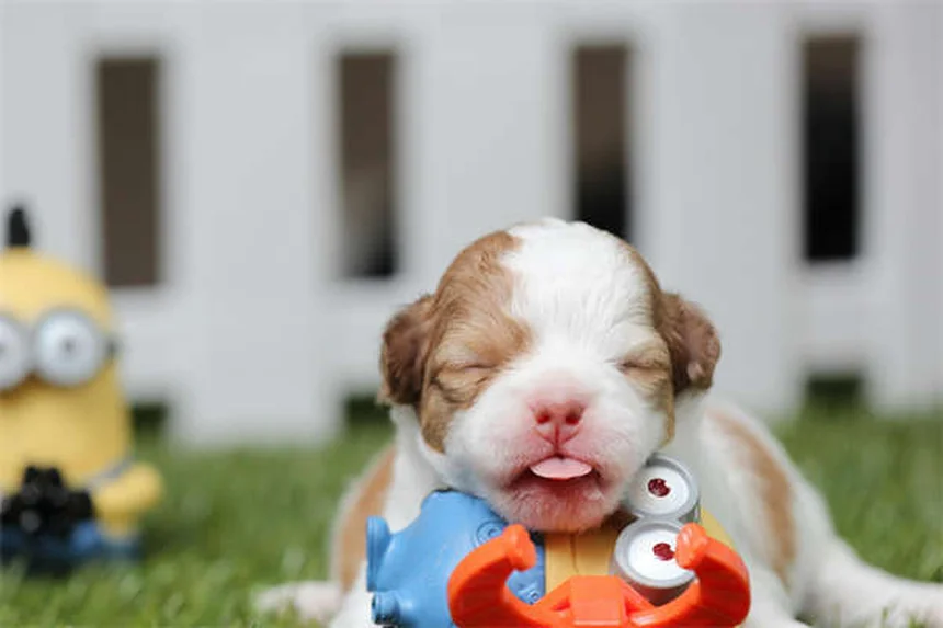 Oatmeal Bath for Dogs: 5 Simple Steps to Soothe Itchy Skin