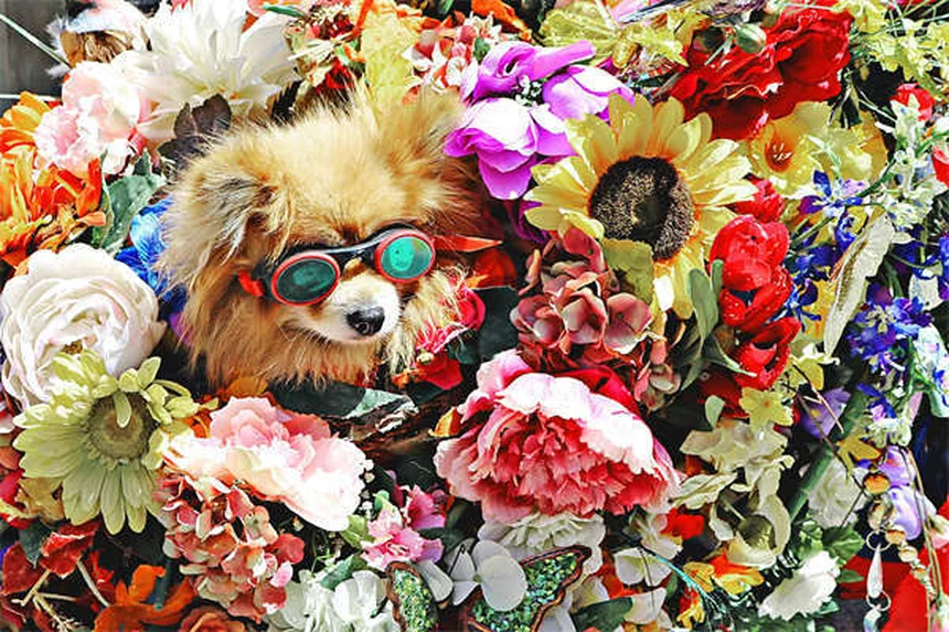 Oatmeal Bath for Dogs: 5 Simple Steps to Soothe Itchy Skin
