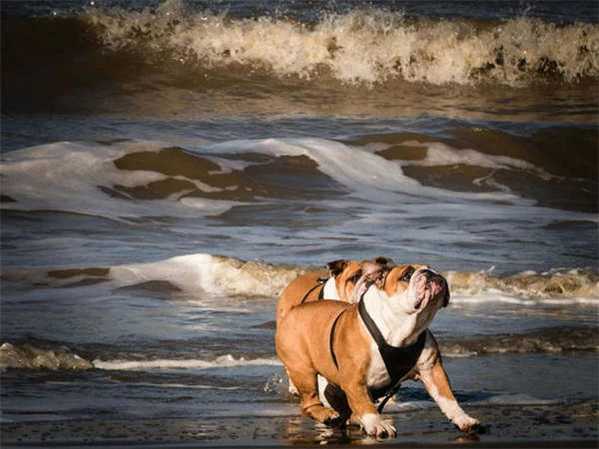 Can You Give Dogs Ibuprofen? The Dangerous Truth