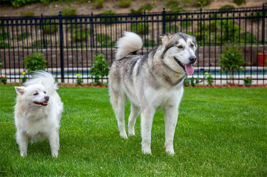 5 Natural Pain Relief Options for Dogs That Actually Work