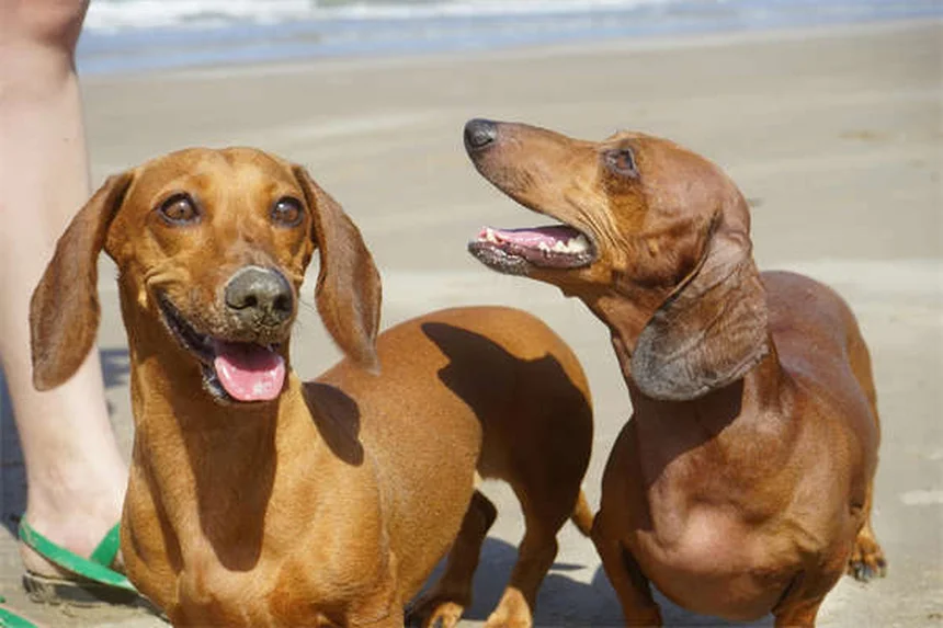 5 Natural Pain Relief Options for Dogs That Actually Work