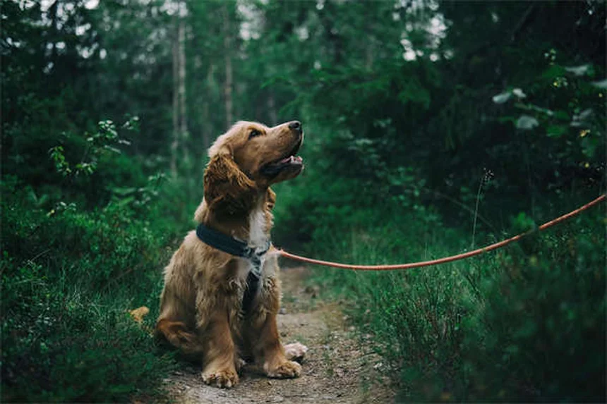 Vetmedin for Dogs: What Every Pet Owner Needs to Know