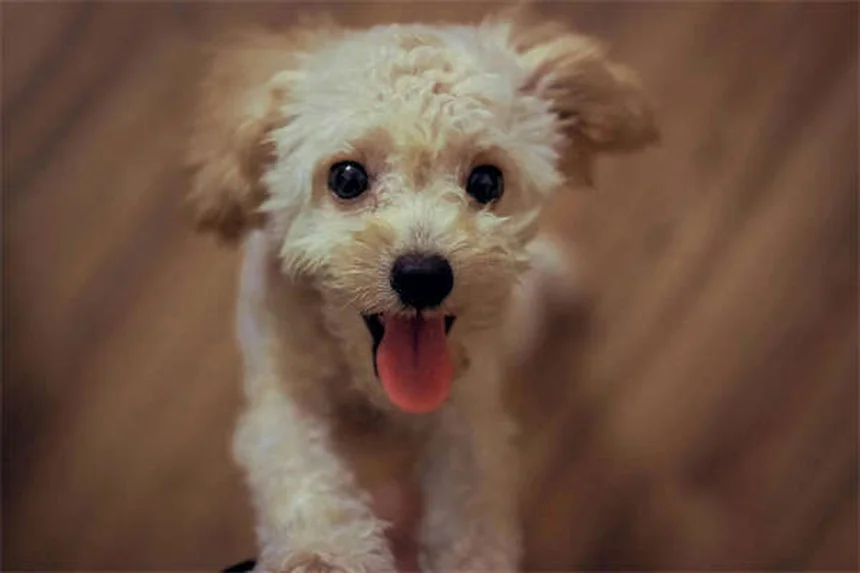 Vetmedin for Dogs: What Every Pet Owner Needs to Know