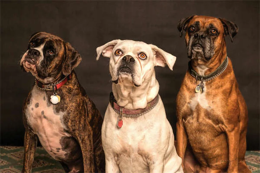 Vetmedin for Dogs: What Every Pet Owner Needs to Know