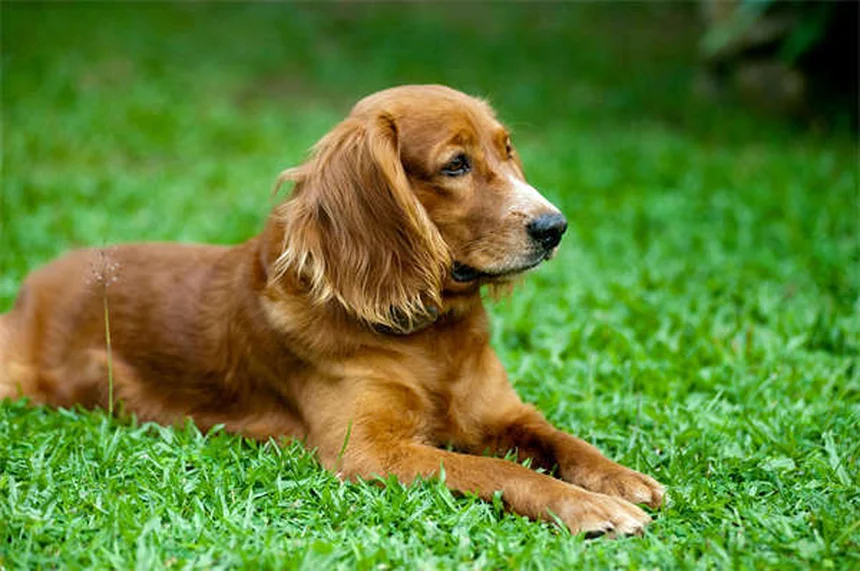 Vetmedin for Dogs: What Every Pet Owner Needs to Know