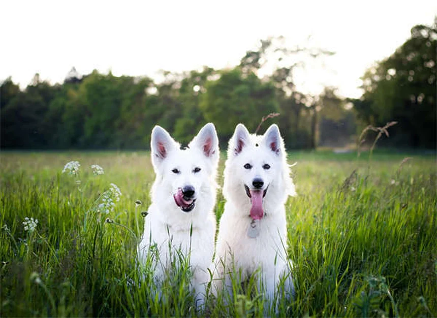 Do Dogs Get Embarrassed? 5 Signs You're Misreading