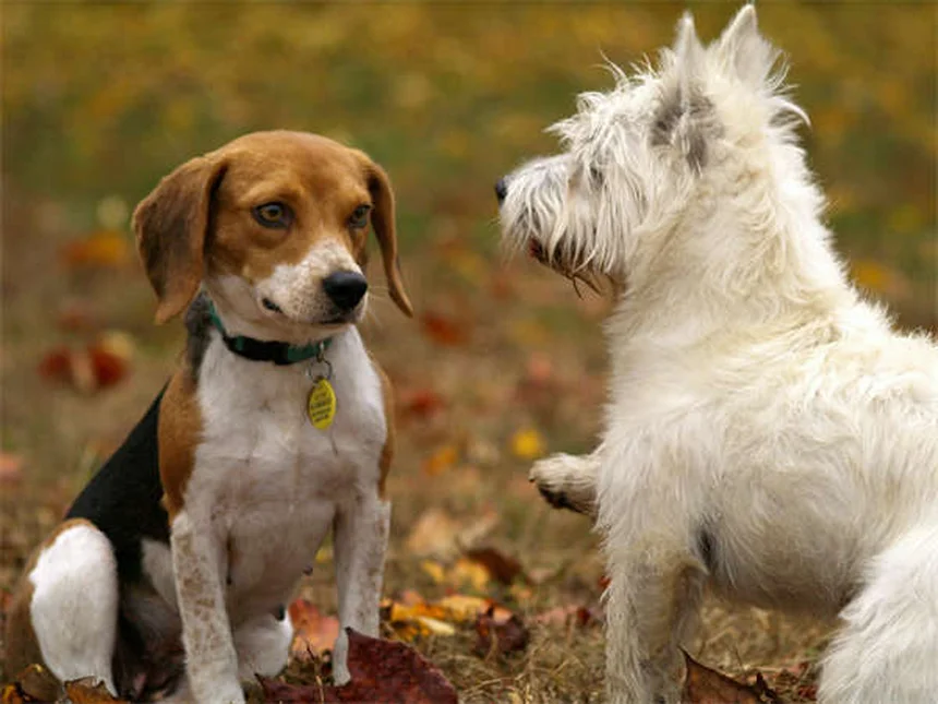 Heartworm Prevention for Dogs: 5 Must-Know Facts to Protect Your Pet
