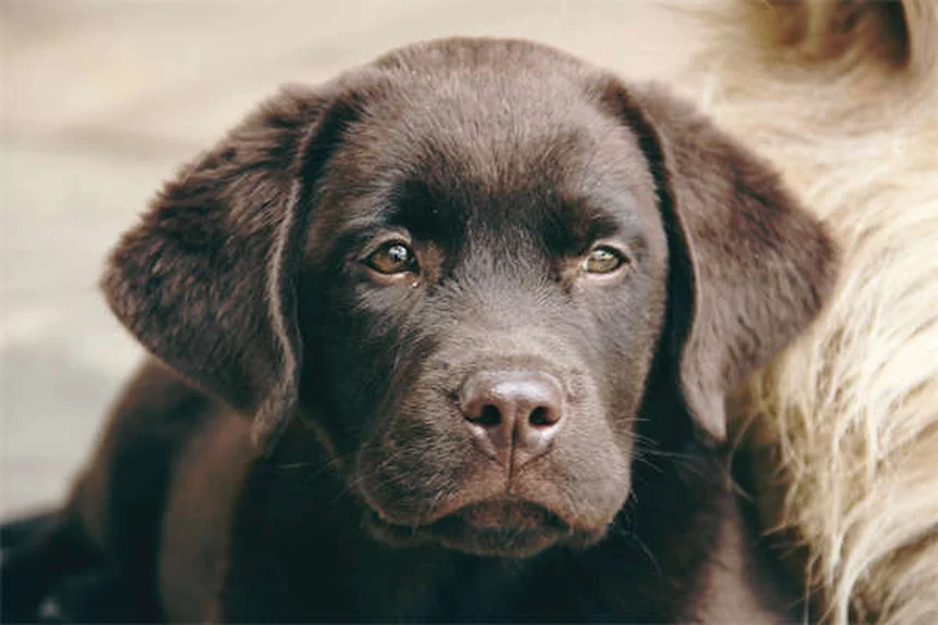 Heartworm Prevention for Dogs: 5 Must-Know Facts to Protect Your Pet